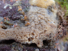 Haliclona indistincta