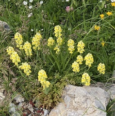 Linaria supina