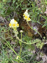 Linaria supina