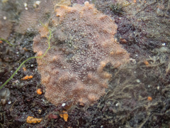 Oshurkovia littoralis