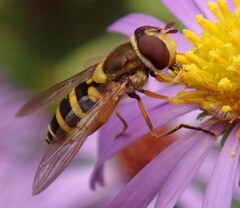 Syrphus rectus