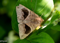Bastilla joviana