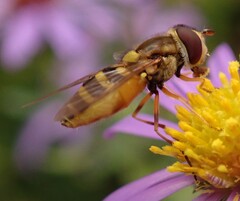 Syrphus rectus