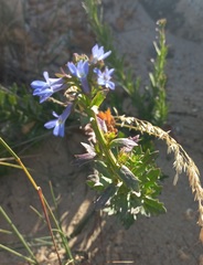 Lobelia comosa