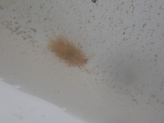 Facelina bostoniensis