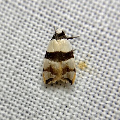 Zonopetala glauconephela