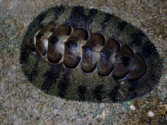 Acanthopleura gemmata