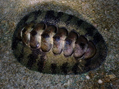 Acanthopleura gemmata