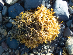 Pelvetia canaliculata