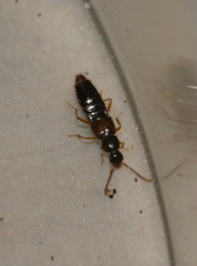 Aleocharinae