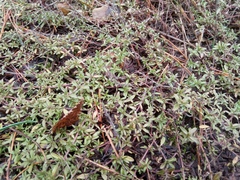 Thymus serpyllum