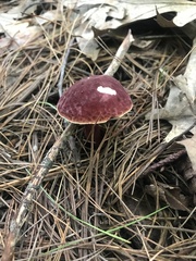 Gyroporus purpurinus