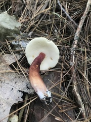 Gyroporus purpurinus