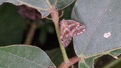 Ricania simulans