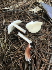 Gyroporus purpurinus