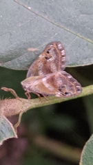Ricania simulans