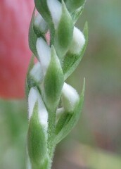 Spiranthes triloba