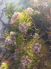 Serruria ascendens