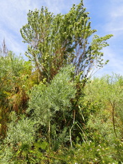 Psoralea floccosa