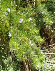 Psoralea floccosa