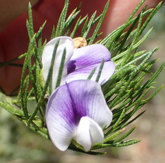 Psoralea floccosa