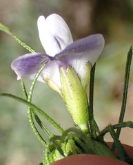 Psoralea floccosa
