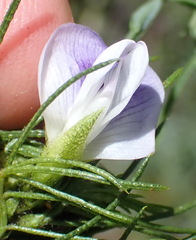 Psoralea floccosa