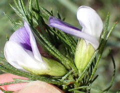 Psoralea floccosa