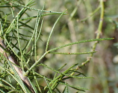 Psoralea floccosa