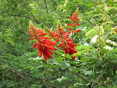 Erythrina zeyheri