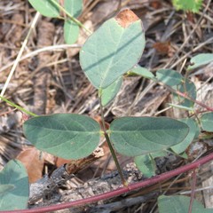 Desmodium grahamii