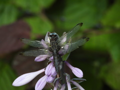 Libellula fulva