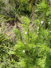 Psoralea floccosa