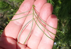 Psoralea floccosa