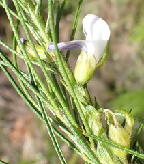 Psoralea floccosa
