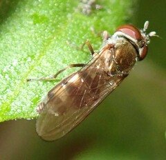 Platycheirus