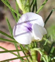 Psoralea floccosa