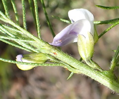 Psoralea floccosa