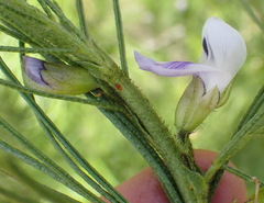 Psoralea floccosa