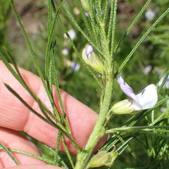 Psoralea floccosa