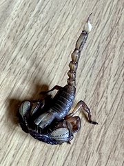 Scorpionoidea