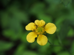 Geum japonicum