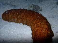 Stichopus herrmanni
