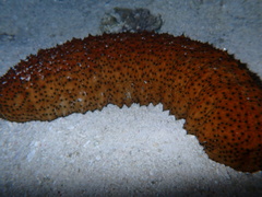 Stichopus herrmanni
