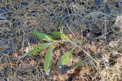 Cirsium arvense integrifolium