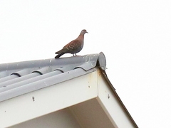 Columba guinea