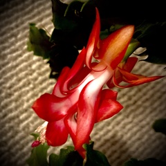 Schlumbergera buckleyi