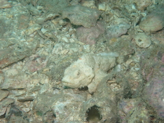 Scorpaenopsis macrochir