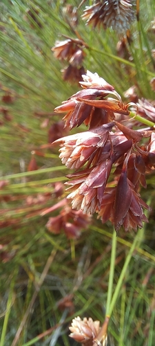 Image of Staberoha cernua by (c) Adele SL, some rights reserved (CC BY)