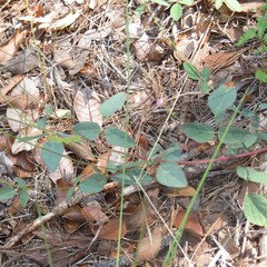 Desmodium grahamii